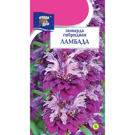 Монарда Ламбада Урожай у дачи Цх10