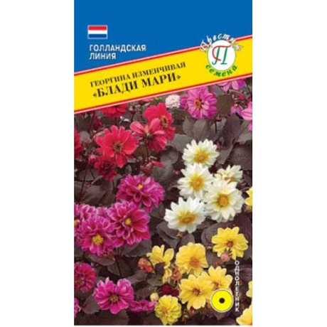 Георгин Блади Мари Престиж Ц