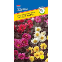 Георгин Блади Мари Престиж Ц