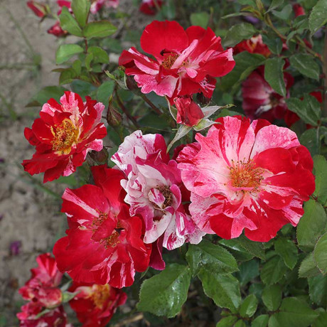 Роза канадская (плетистая) Крейзи фо ю Садовита