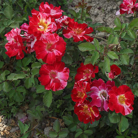 Роза канадская (плетистая) Крейзи фо ю Садовита