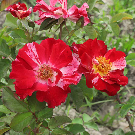 Роза канадская (плетистая) Крейзи фо ю Садовита