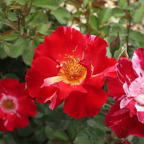 Роза канадская (плетистая) Крейзи фо ю Садовита