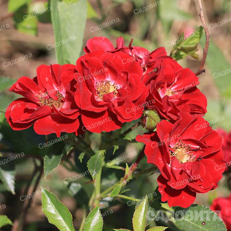 Роза почвопокровная Фейри Данс Садовита