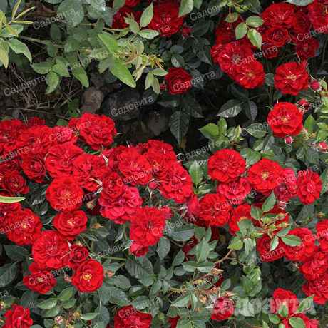 Роза почвопокровная Фейри Данс Садовита