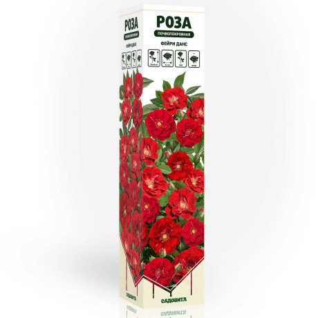 Роза почвопокровная Фейри Данс Садовита