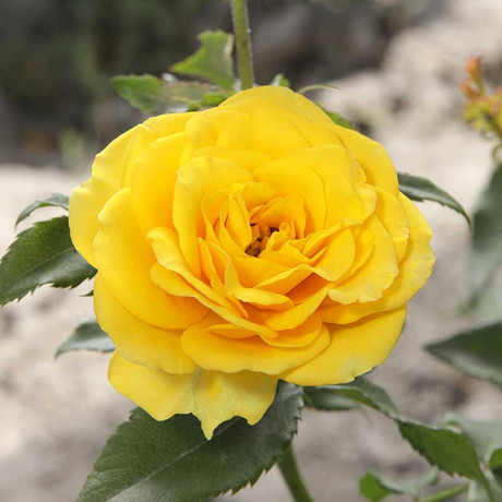 Роза спрей Сан Сити Садовита