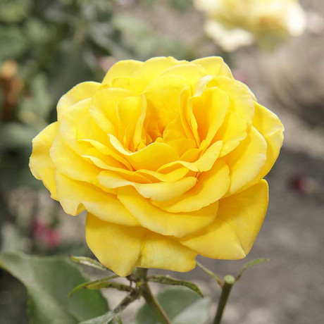 Роза спрей Сан Сити Садовита