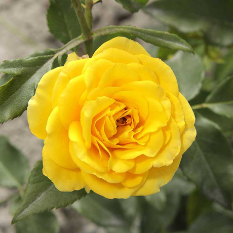 Роза спрей Сан Сити Садовита