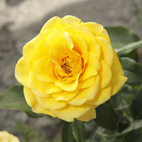 Роза спрей Сан Сити Садовита