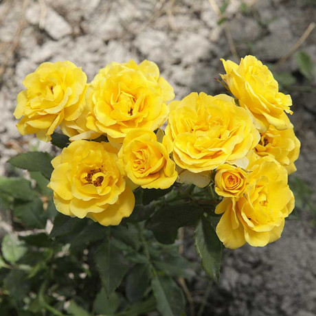 Роза спрей Сан Сити Садовита