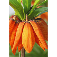 Фритиллярия Аврора 18/20 1 шт Садовита