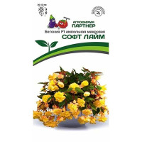 Ком Бегония Софт Лайм клубневая Партнер Ц